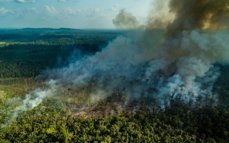 epidemia distruzione amazzonia